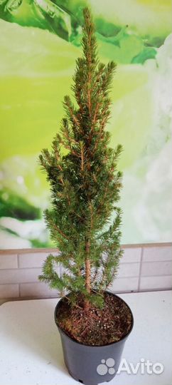 Ель Коника Десембер