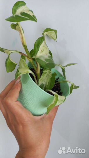 Сциндапсус, эпипремнум марбел apple