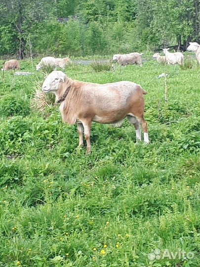 Катумский баран