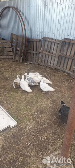 Цыплята бройлеры кобб 500