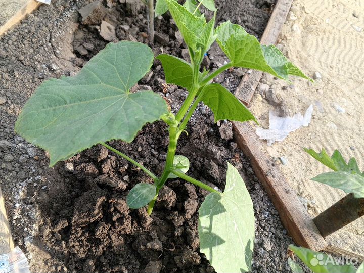 Семена ранних огурцов из Испании