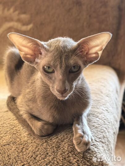 Ориентальный котик фавн