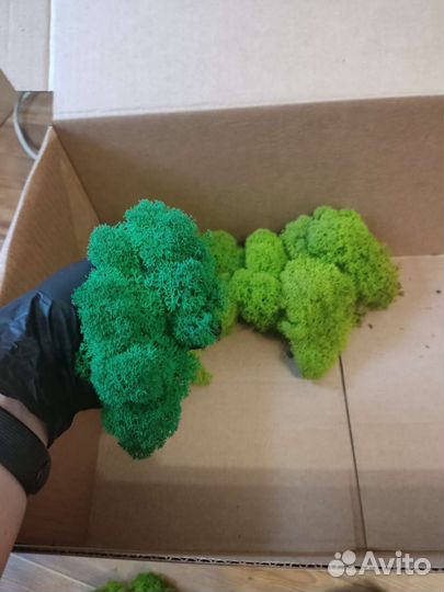 Стабилизированный мох