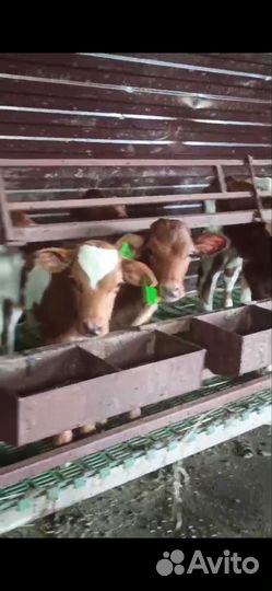 Бычки на откорм