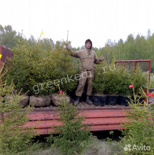 Саженцы Ель Сибирская 150см