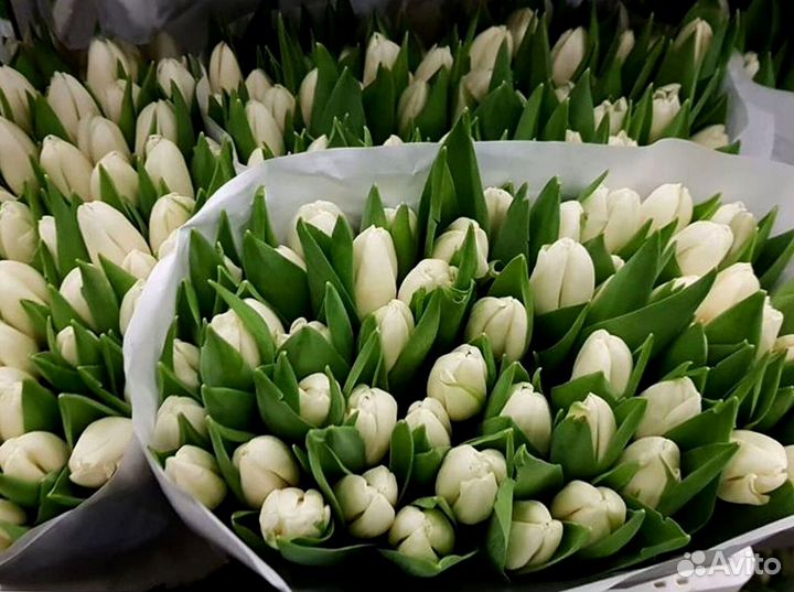 Тюльпаны опт