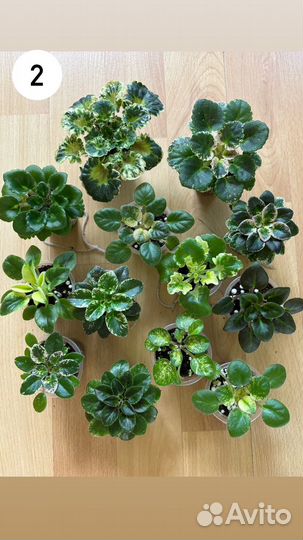 Сортовые фиалки