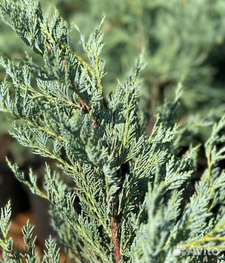 Можжевельник скальный