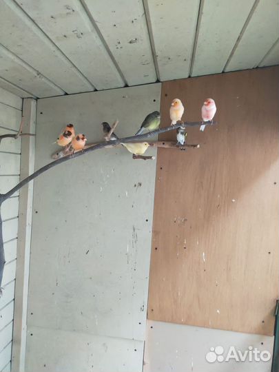 Кенара и канарейки