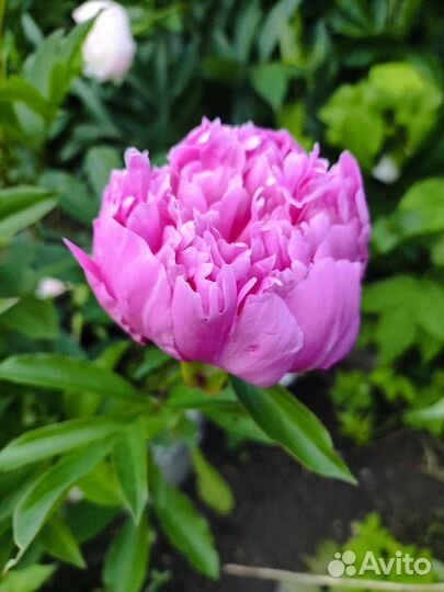 Саженцы пиона