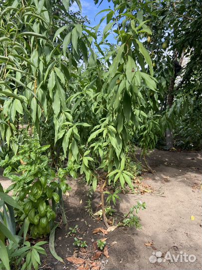 Саженцы персика