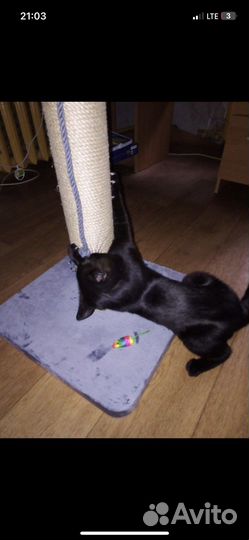 Когтеточка (производство )