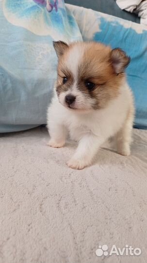 Щенки шпица