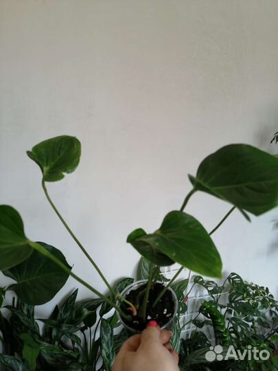 Антуриум красный