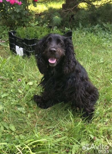 Спаниельку выкинули