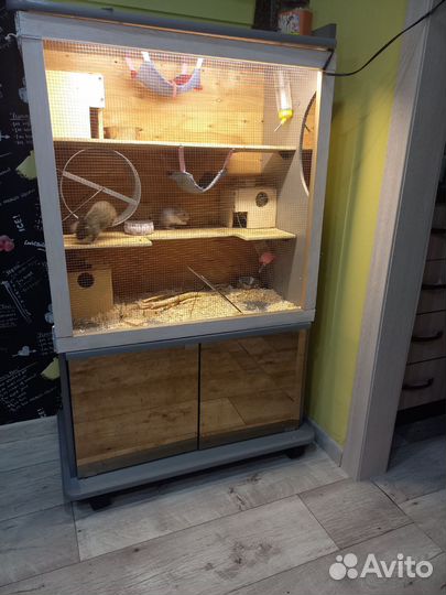 Белочки дегу со всем приданным