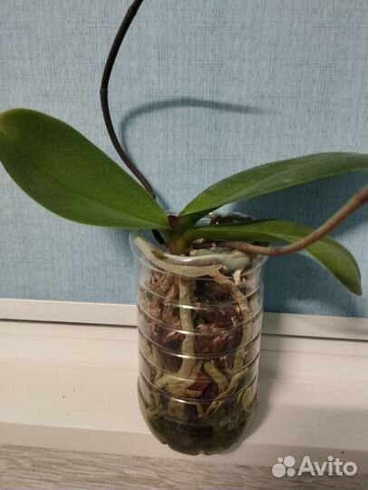 Орхидея фаленопсис детка