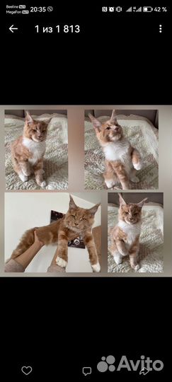Продается котёнок мейн кун