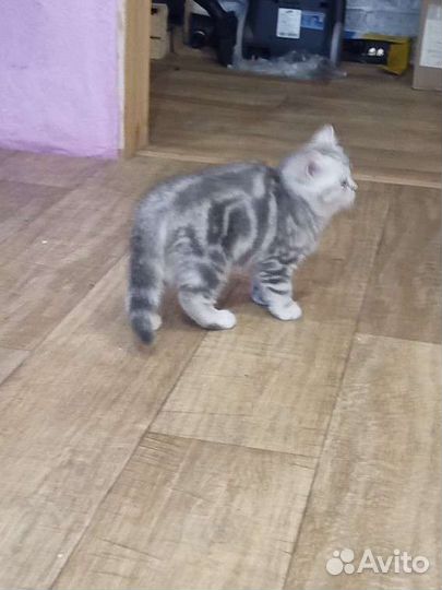 Британский котенок девочка