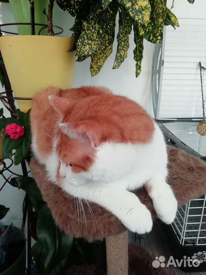 Белоогненный котик