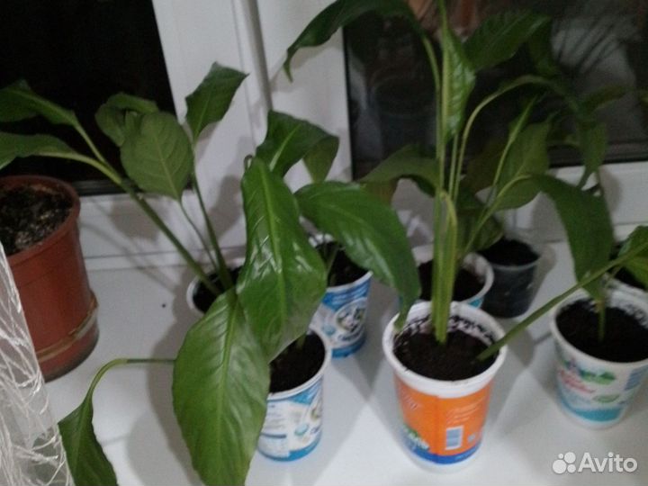 Спатифиллум