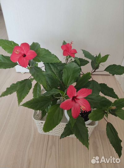 Роза комнатная (Гибискус)