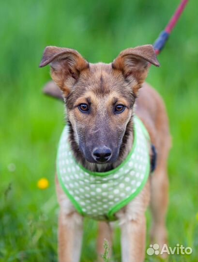 Щенок метис