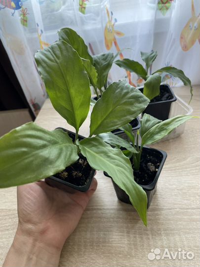 Комнатные растения