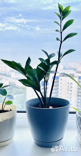 Замиокулькас