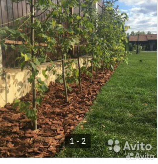 Кора Дуба(мульча)