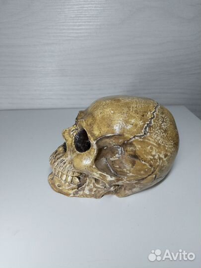 Гипсовая фигура череп