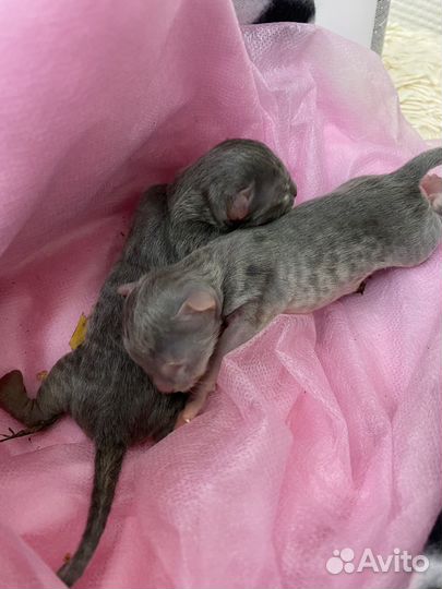 Котята в добрые руки бесплатно