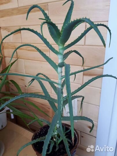 Алоэ 50 см с горшком