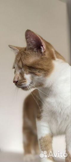 Особенный котик в дар добрым людям