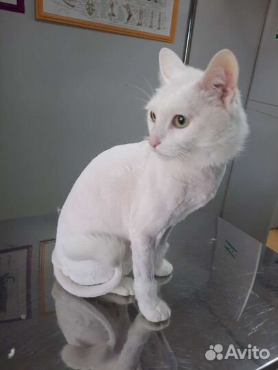 Стрижка кошек