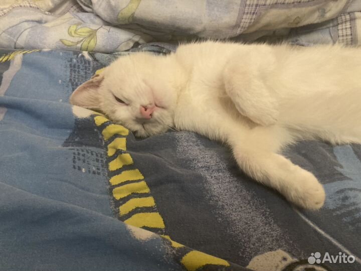Кот в добрые руки