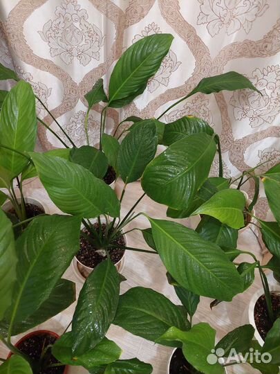 Спатифиллум