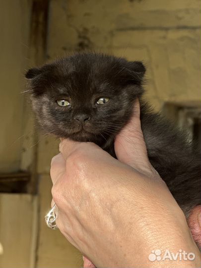 Отдаю в добрые руки вислоухого котенка-британца