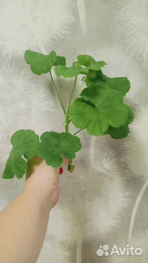 Герань красная