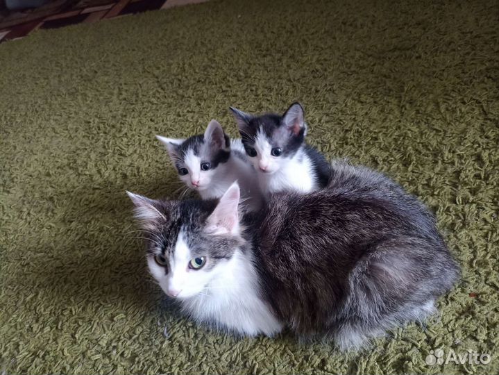 Котята в добрые руки