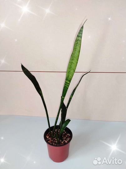 Сансевиерия 2 вида