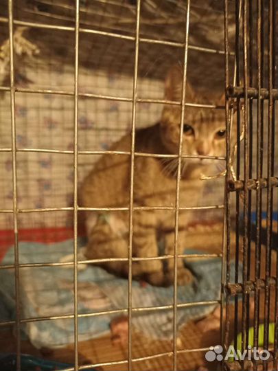 Кошечка ищет дом