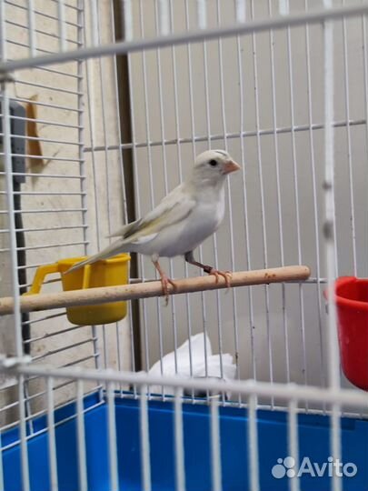 Кенара и канарейки