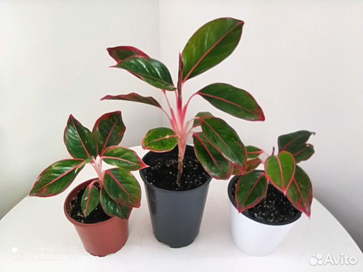 Комнатные растишки (обмен)