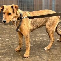 Джек-рассел-терьер, щенок