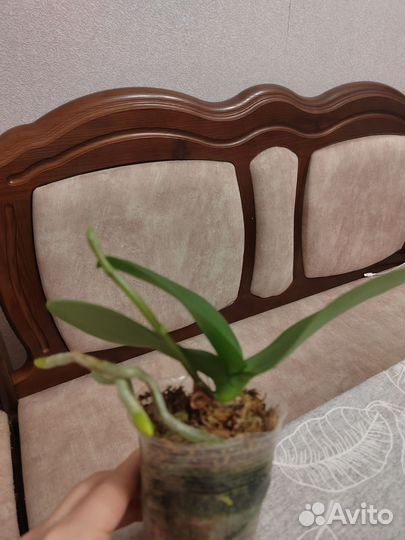 Фаленопсис орхидеи Хавана 2,8 ароматный