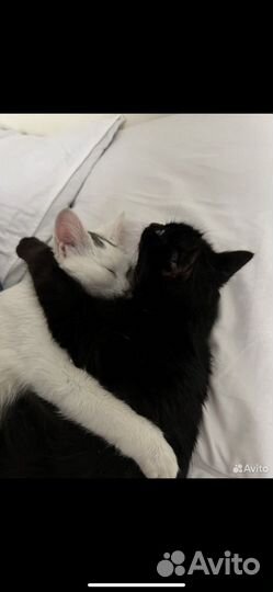 Котята подростки
