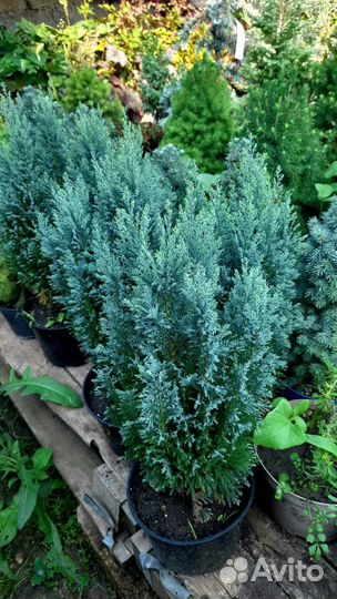 Кипарисовики и Вертикальные можжевельники