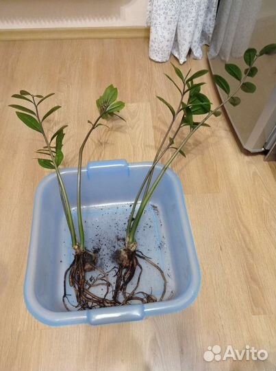 Замиокулькас