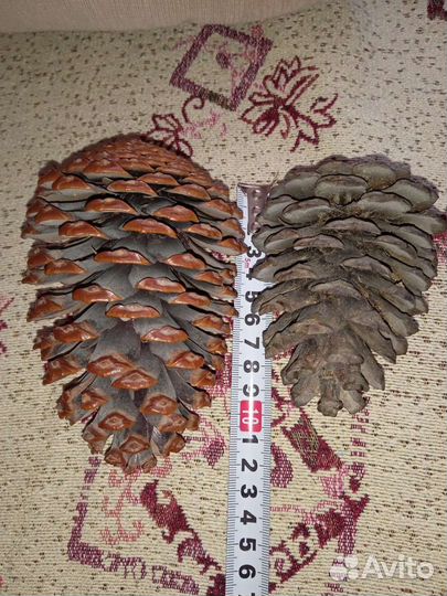 Шишки для декора